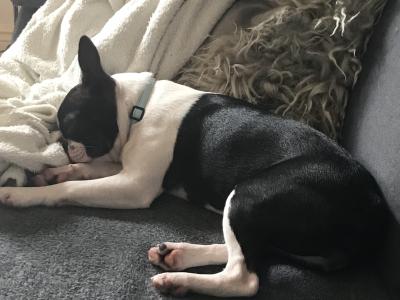 IKC Registered female Boston Terrier dog for sale in Cavan