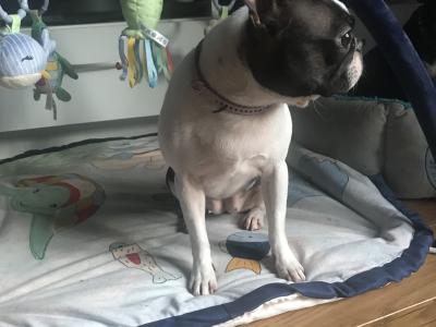 IKC Registered female Boston Terrier dog for sale in Cavan