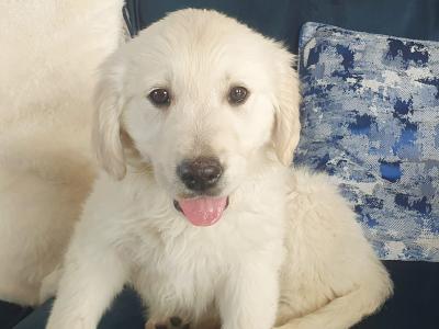 I K C (PENDING) Golden Retriever Pups in Mayo