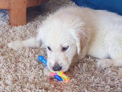 IKC (Pending) Golden Retriever pups in Mayo