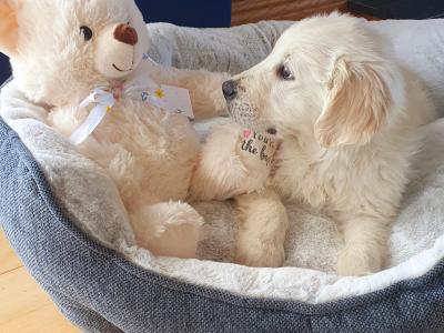 IKC (Pending) Golden Retriever pups in Mayo