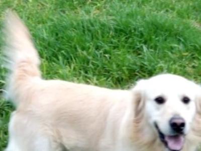 IKC (Pending) Golden Retriever pups in Mayo