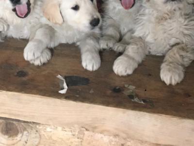 IKC (Pending) Golden Retriever pups in Mayo