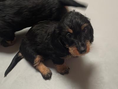 IKC Registered Wired Haired miniature Dachshund puppies in Kildare
