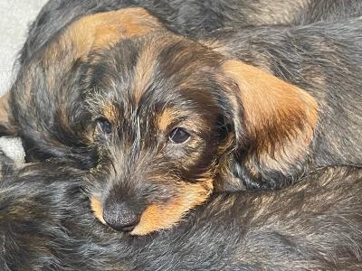 IKC Registered Wired Haired miniature Dachshund puppies in Kildare