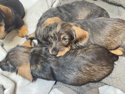 Wired Hair miniature Dachshund puppies in Kildare