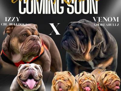 Beautiful male and female Full Suit Blue English Bulldog puppies in Limerick