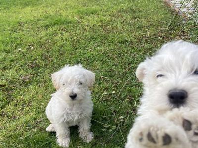 Male Westipoo puppies for sale in Wexford