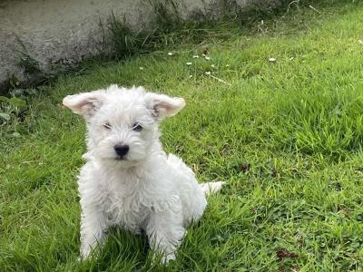 Male Westipoo puppies for sale in Wexford