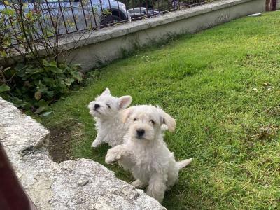 Male Westipoo puppies for sale in Wexford