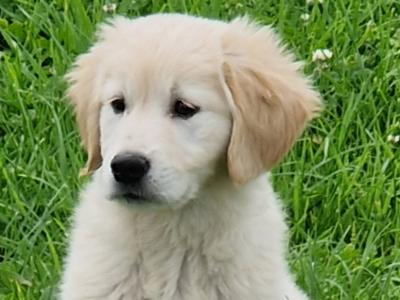 1 female IKC Registered(pending) Golden Retriever puppy left in Limerick