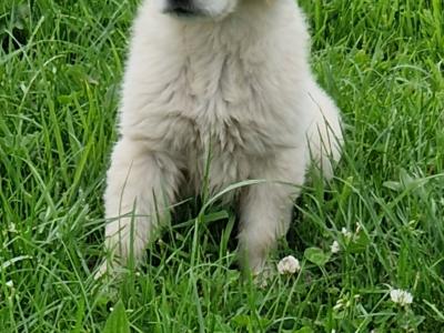 1 female Golden Retriever puppy  ikc registered