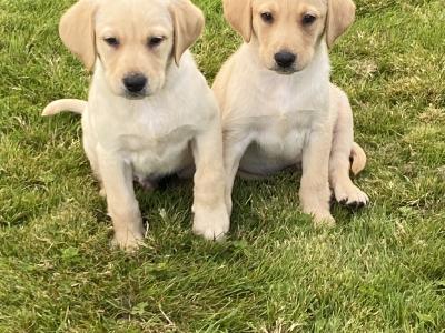 Beautiful Labrador puppies in Wexford