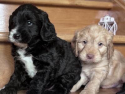 Cockapoo puppies 🐾 in Offaly