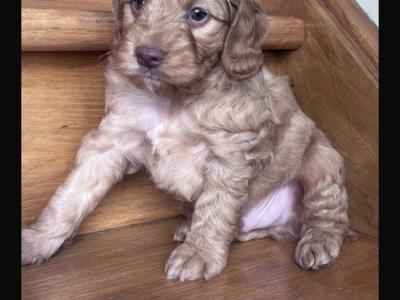 Cockapoo puppies 🐾 in Offaly