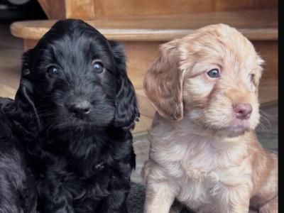 Cockapoo puppies 🐾