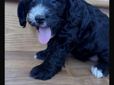 Cockapoo puppies 🐾 in Offaly