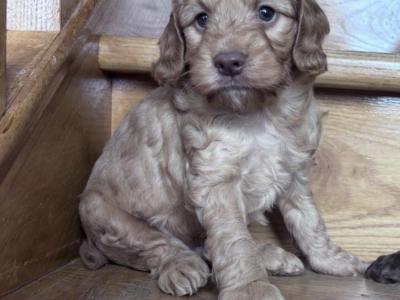 Cockapoo puppies 🐾 in Offaly