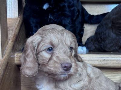 Cockapoo puppies 🐾 in Offaly