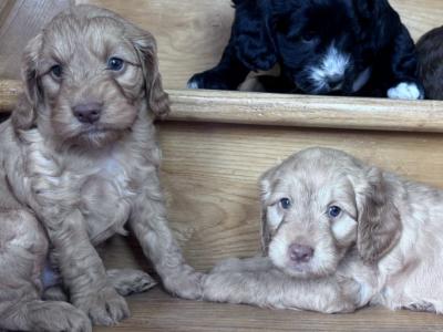 Cockapoo puppies 🐾 in Offaly