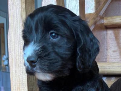 Cockapoo puppies 🐾 in Offaly