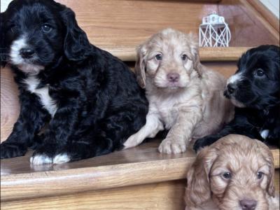 Cockapoo puppies 🐾 in Offaly