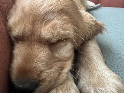 Cocker Spaniel puppy Cork City