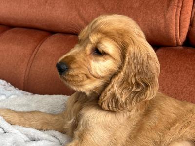 Female Cocker Spaniel puppy in Cork City