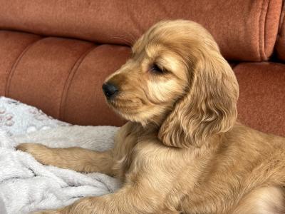 Cocker Spaniel puppy Cork City