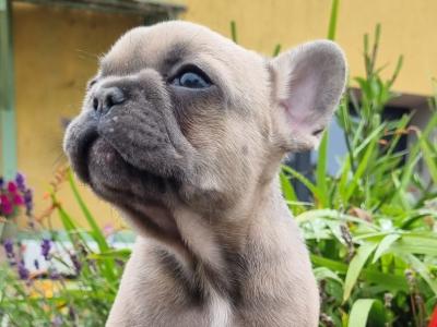 French Bulldog puppies in Limerick