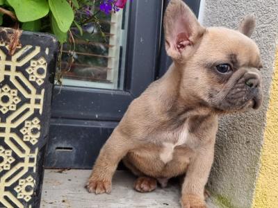 French Bulldog puppies in Limerick
