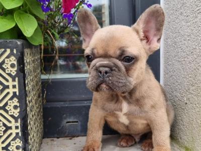 French Bulldog puppies in Limerick