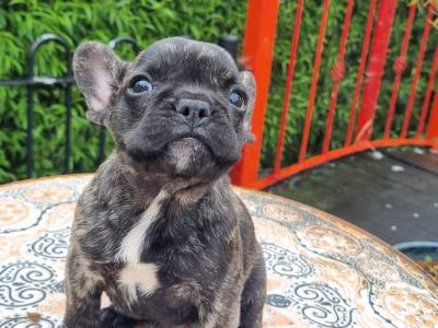 French Bulldog puppies in Limerick
