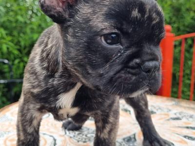French Bulldog puppies in Limerick