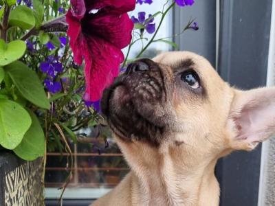 French Bulldog puppies in Limerick