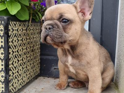 French Bulldog puppies in Limerick
