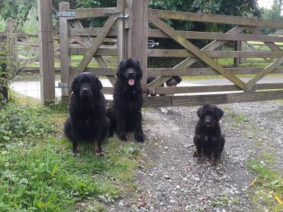 Newfoundland x