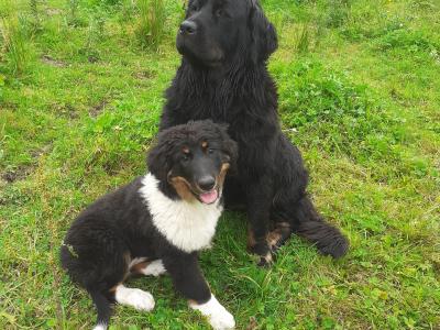 Newfoundland x