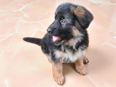 German Shepherd puppies in Tyrone