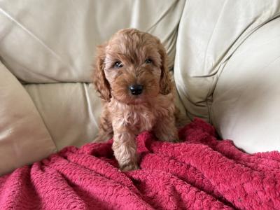 Cavapoo puppies