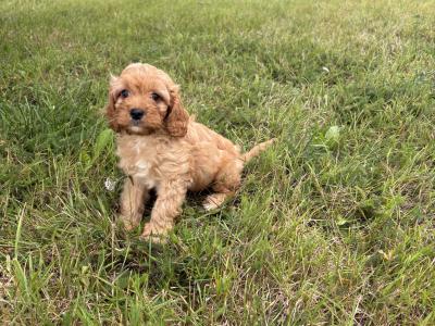 Cavapoo puppies