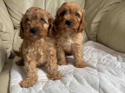 Cavapoo puppies