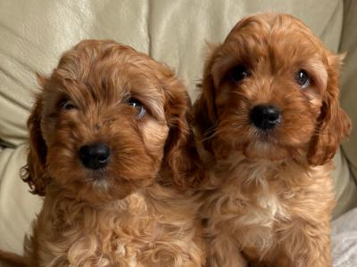 Cavapoo puppies in Kilkenny