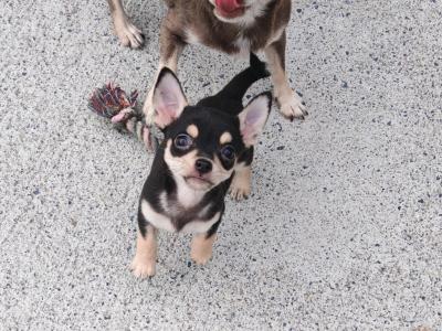 Stunning Chihuahua puppies long & short haired in Waterford