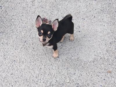 Stunning Chihuahua puppies long & short haired in Waterford