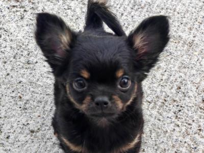 Stunning Chihuahua puppies long & short haired in Waterford