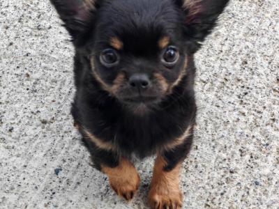 Stunning Chihuahua puppies long & short haired