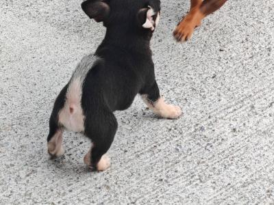Stunning Chihuahua puppies long & short haired in Waterford