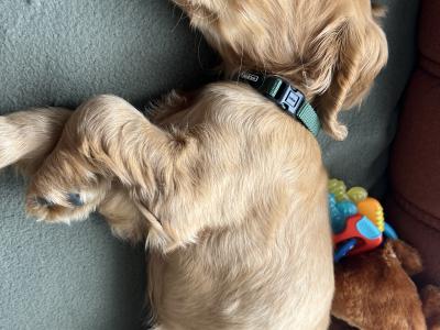 Cocker Spaniel puppy Cork City