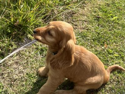 Cocker Spaniel puppy Cork City